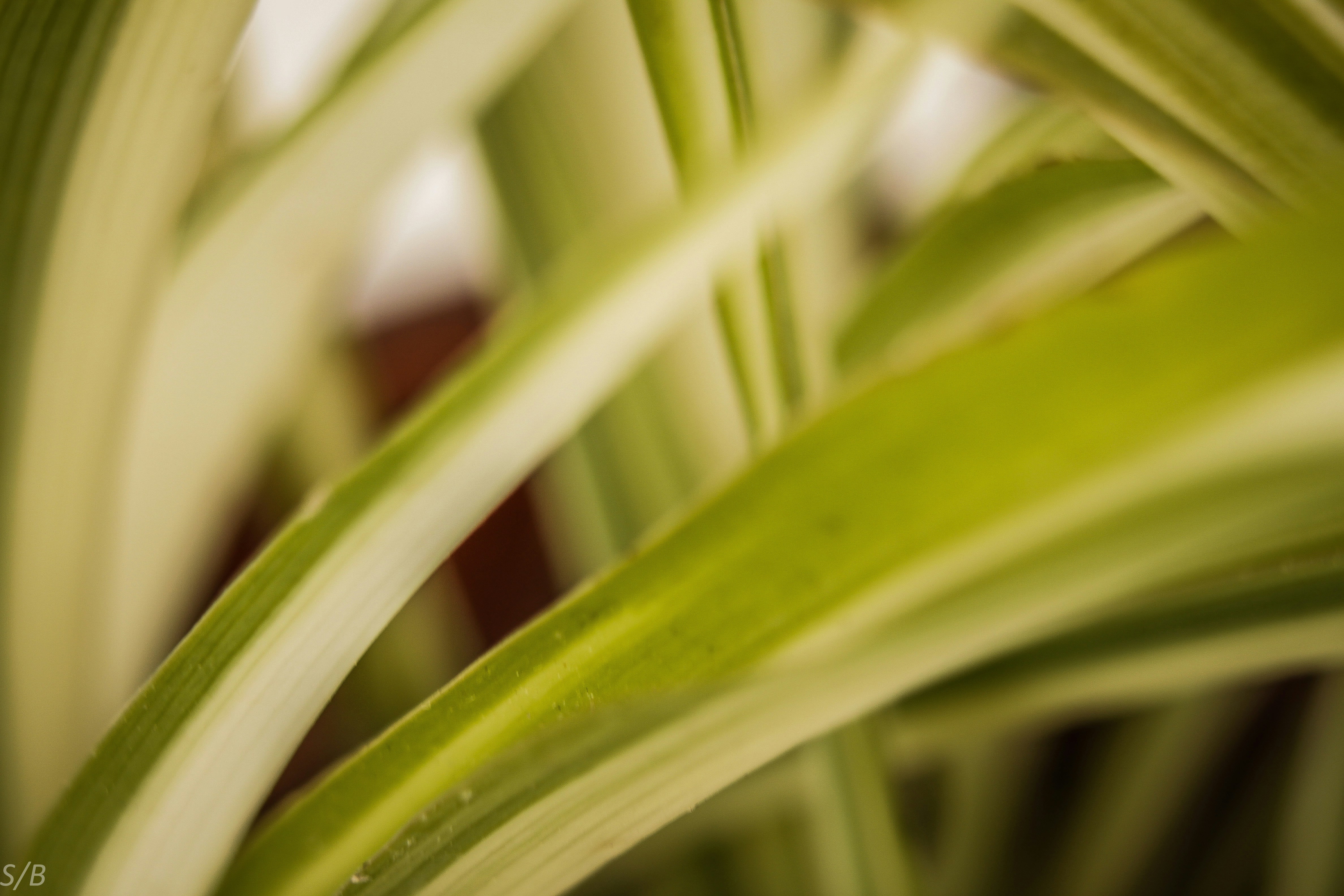 Photo by steffibartolo