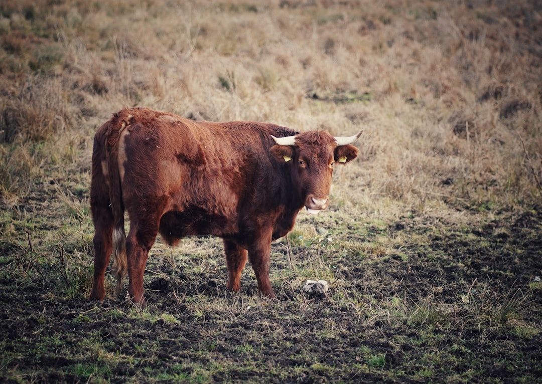 brown cow on green grass field during daytime