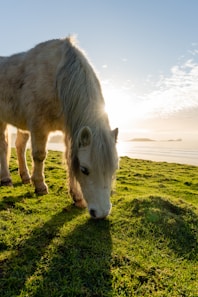 a white horse grazing on a lush green field
