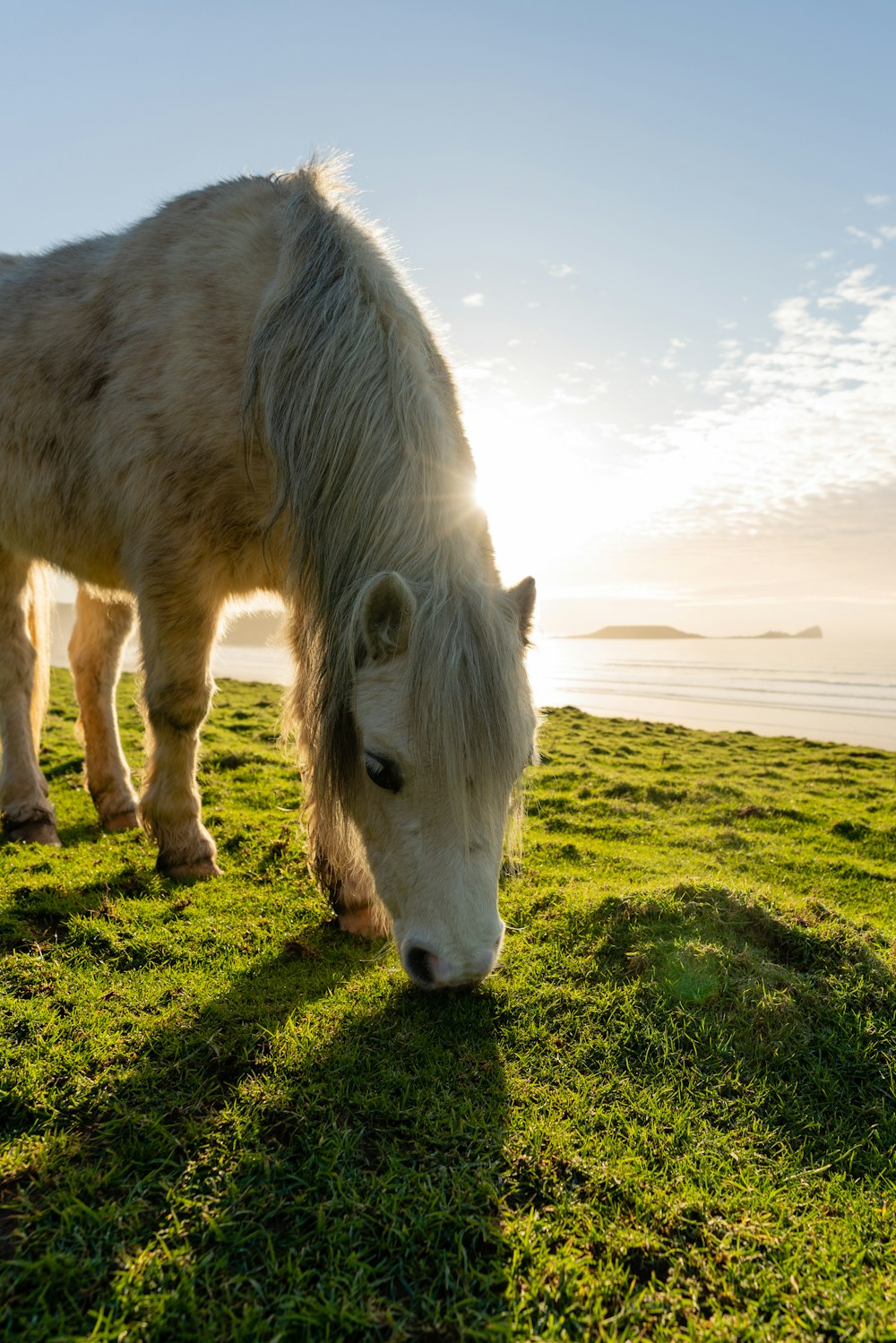 a white horse grazing on a lush green field