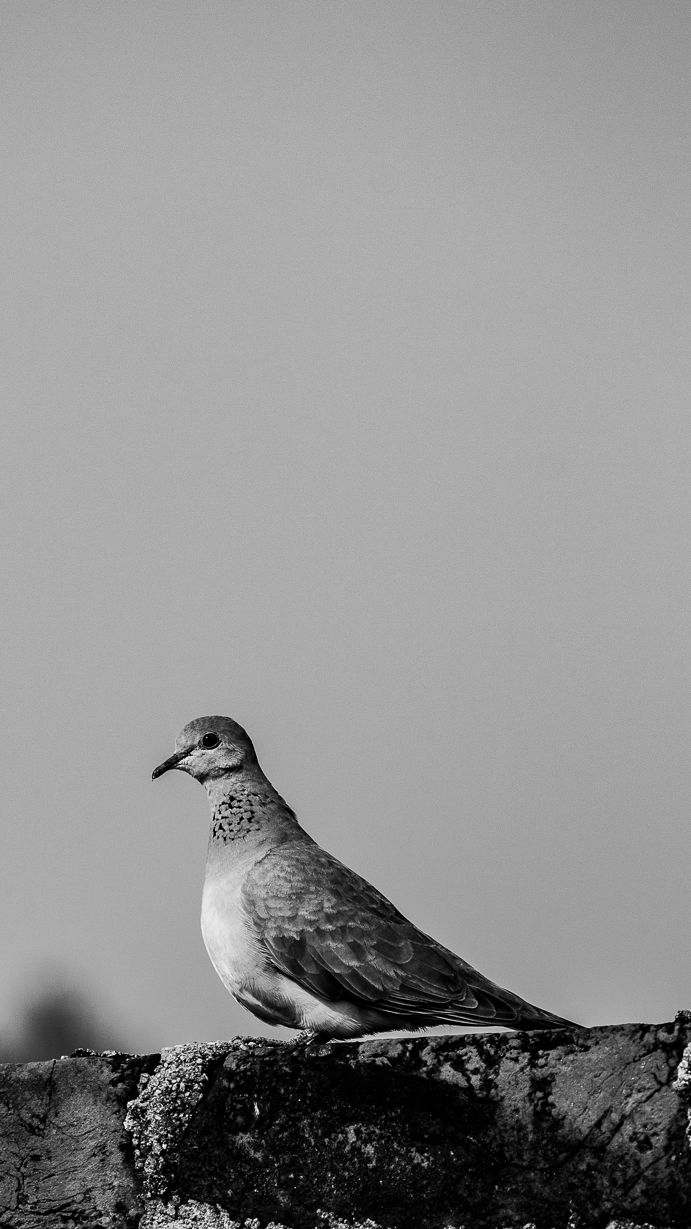 Photo by daniel_joshua_