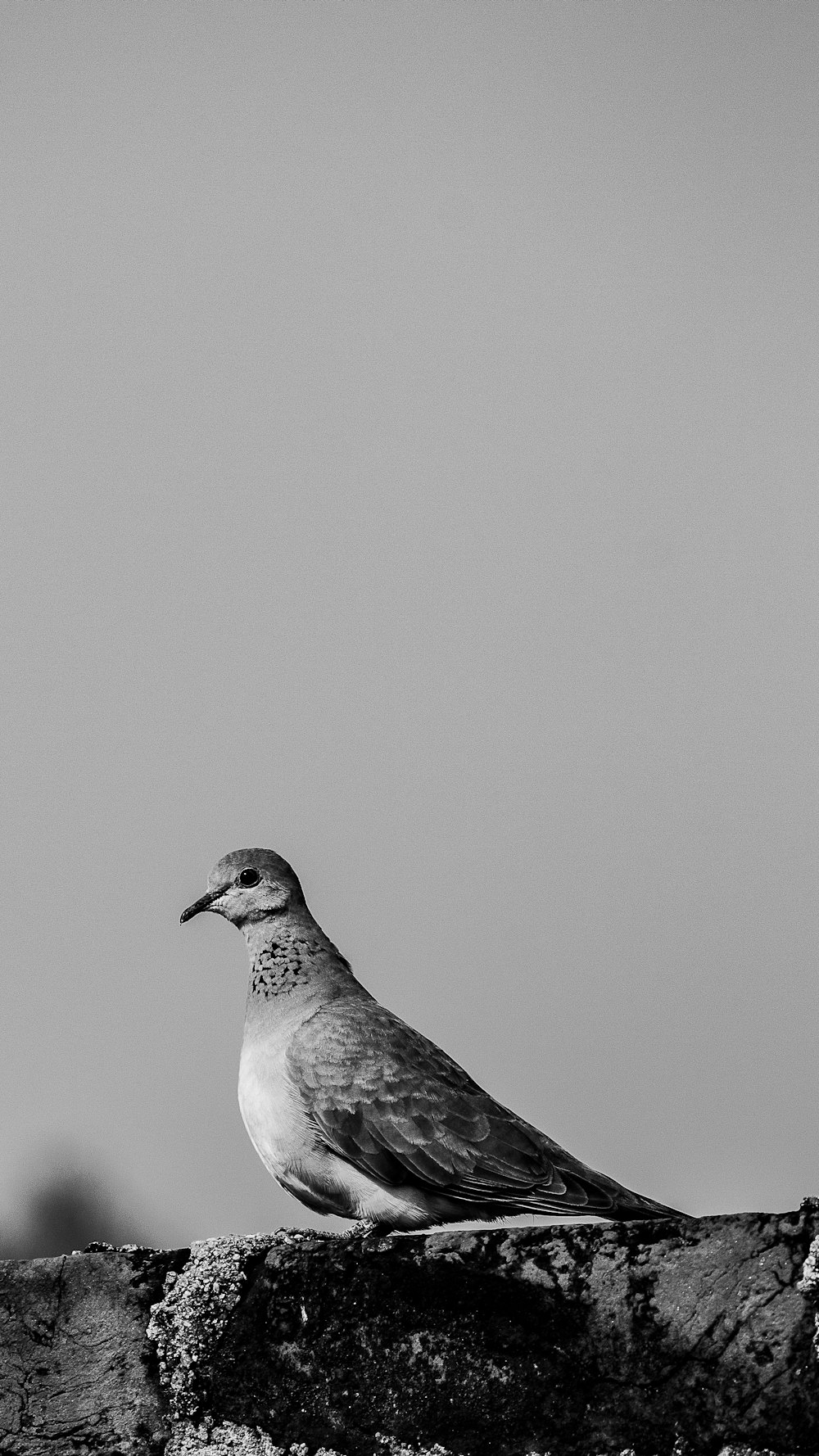 a black and white photo of a bird sitting on a rock