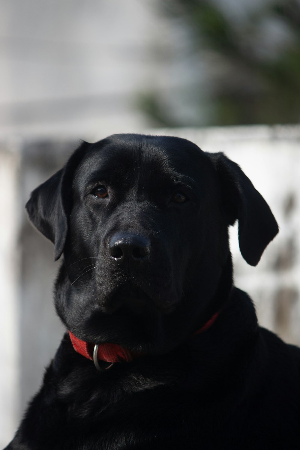 Un primo piano di un cane nero con un collare rosso