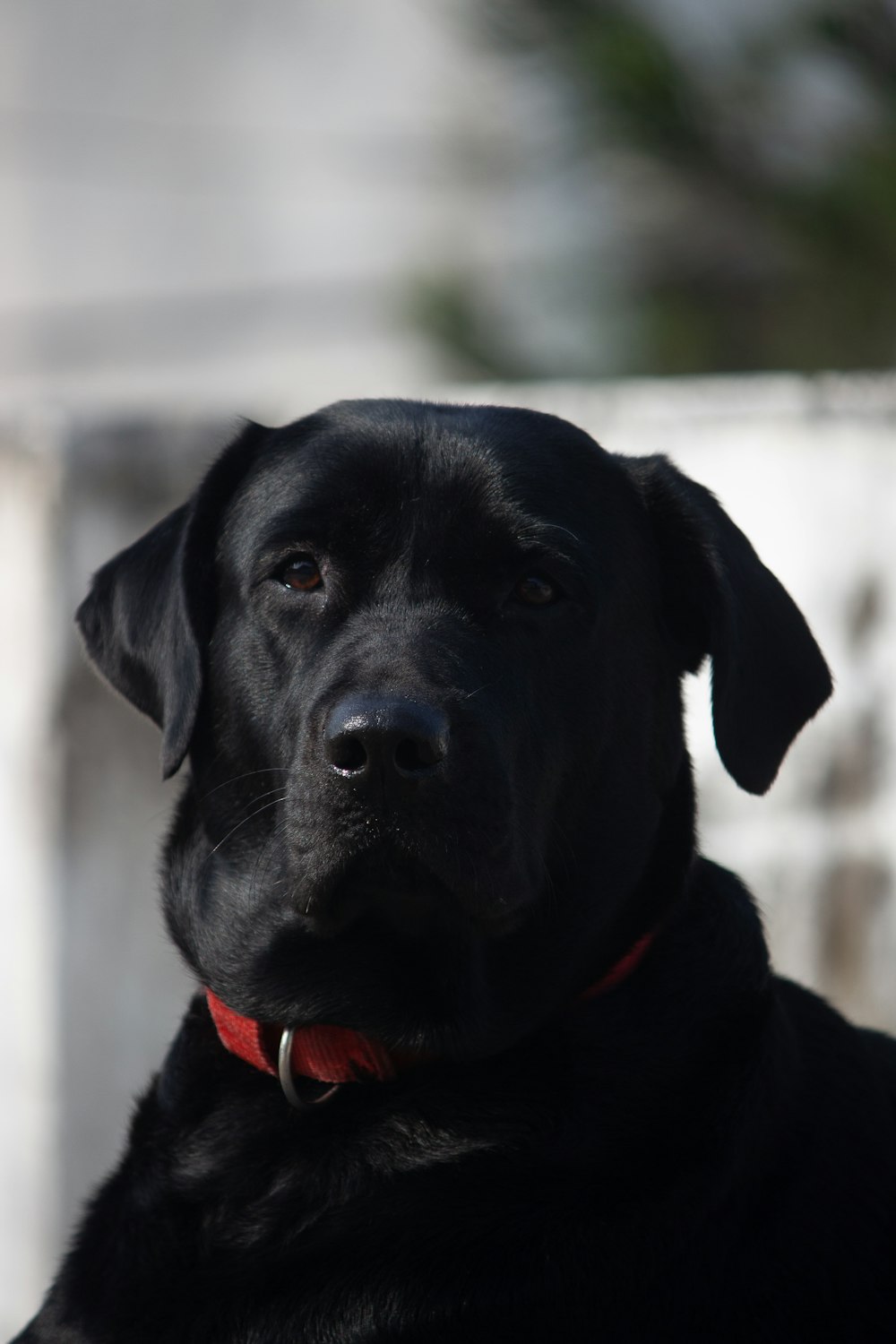 a close up of a black dog with a red collar