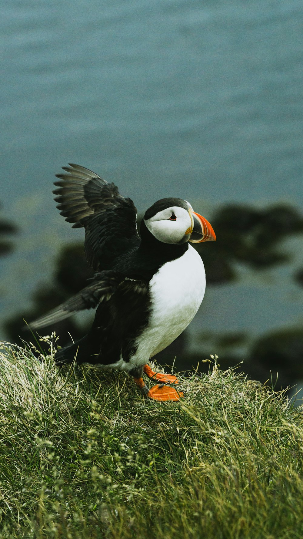 a black and white bird standing on top of a grass covered hill