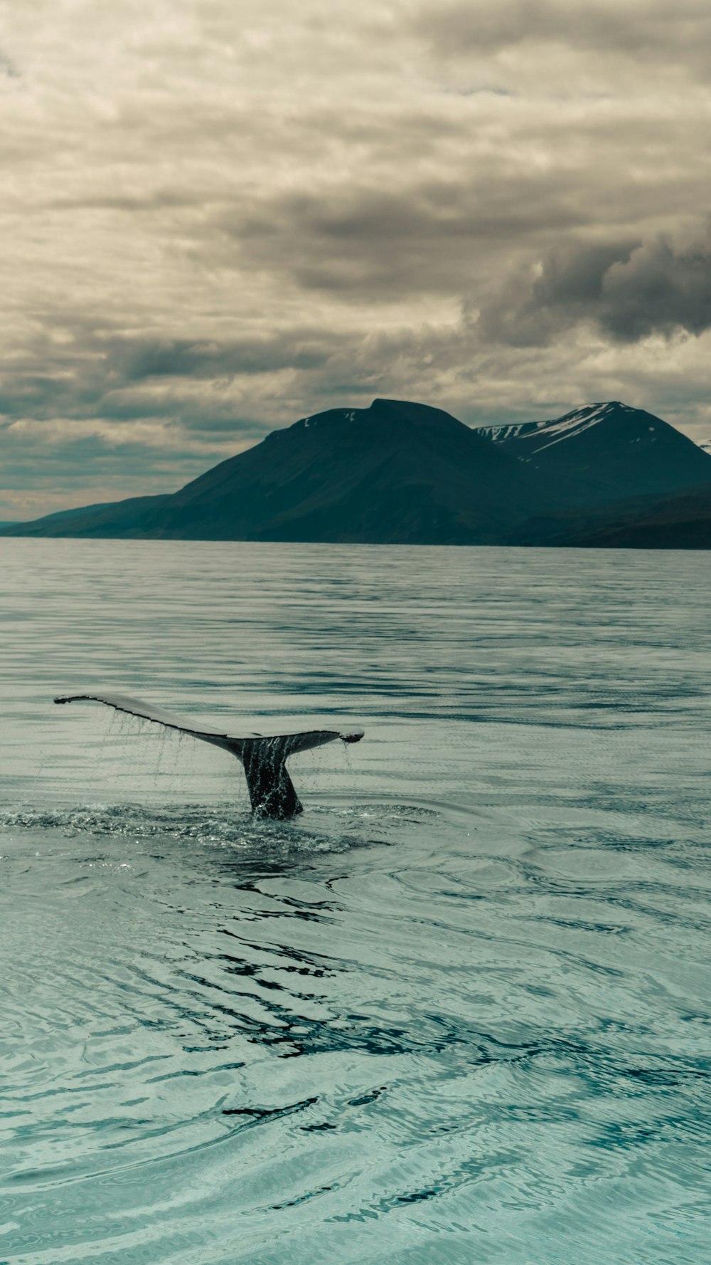 schwarzer und weißer Vogel fliegt über das Meer