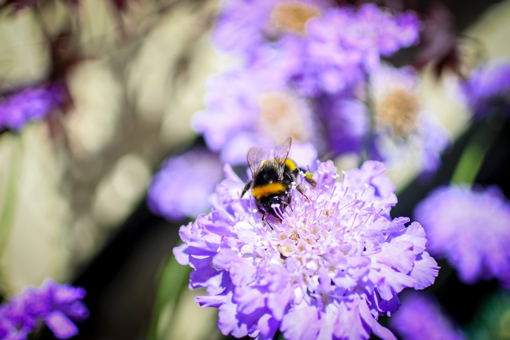 black and yellow bee on purple flower during daytime