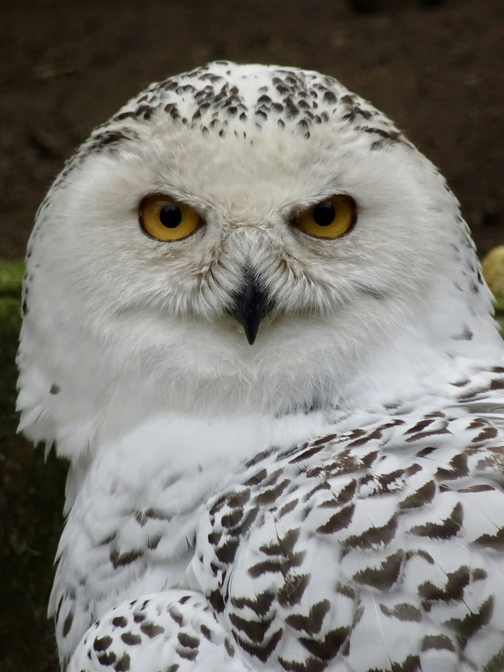 white and black owl in close up photography