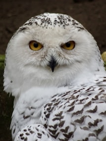 A close-up of a snowy owl with striking yellow eyes, white plumage, and dark spots. The owl is looking directly at the camera, displaying its intricate feather patterns.