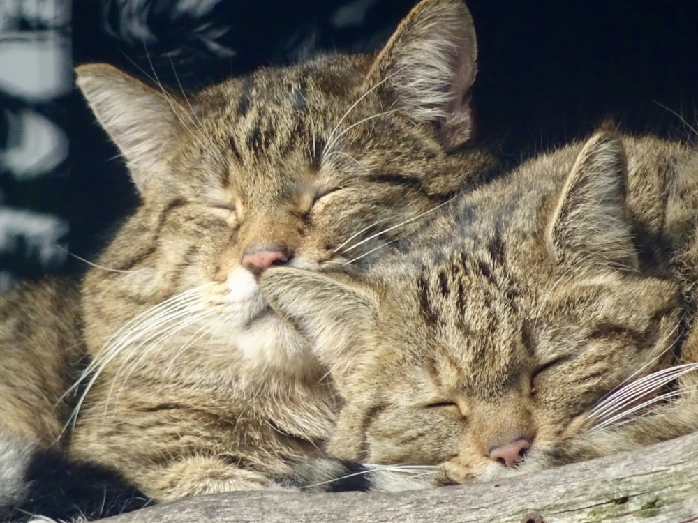 braun getigerte Katze liegt auf grauem Textil