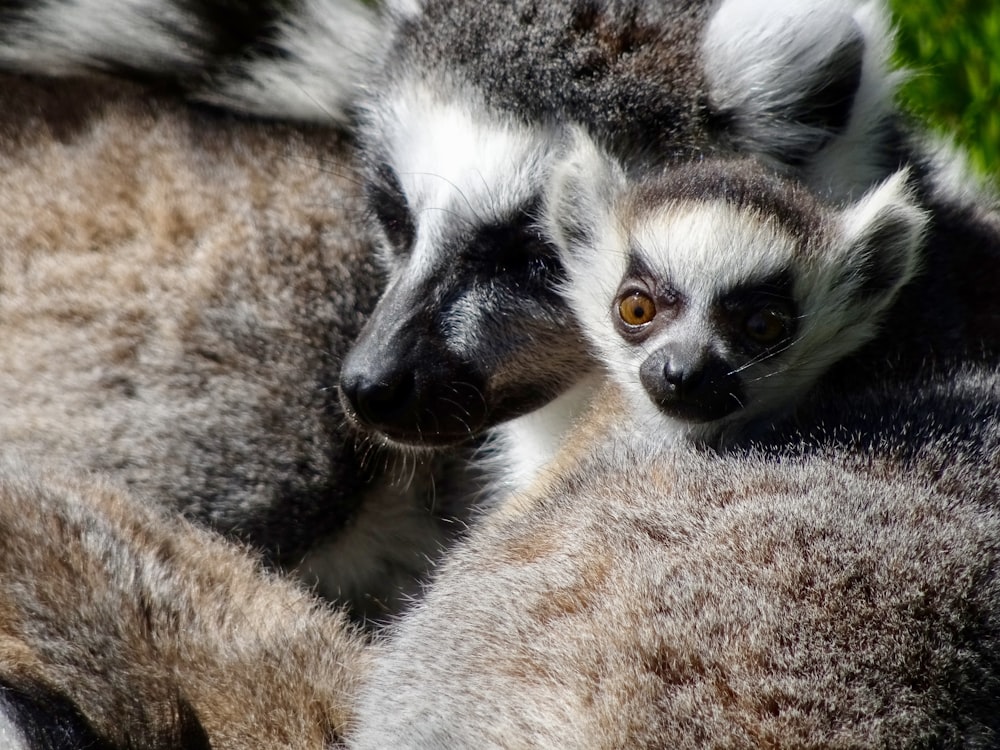 white and black animal on brown textile