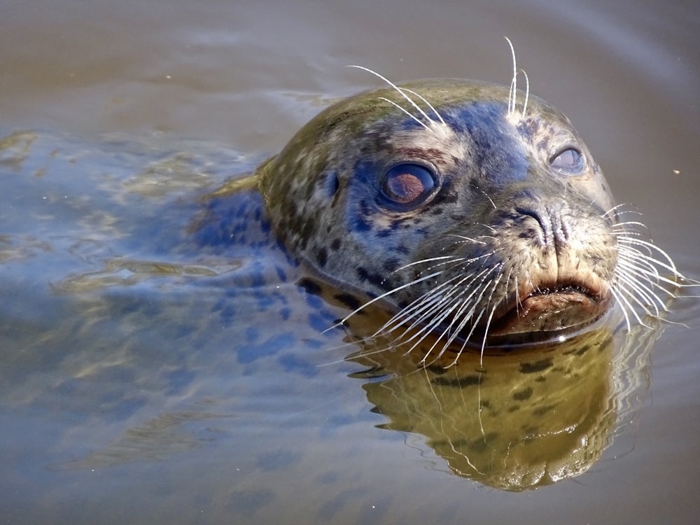 brown and black seal in water