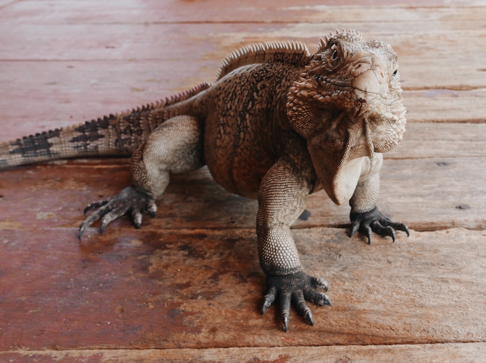 a close up of a lizard on a wooden floor