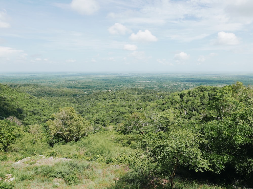 a lush green forest filled with lots of trees