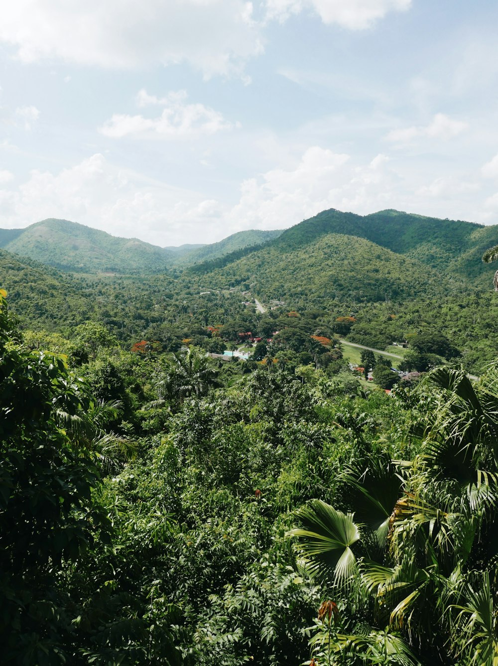 a lush green forest filled with lots of trees