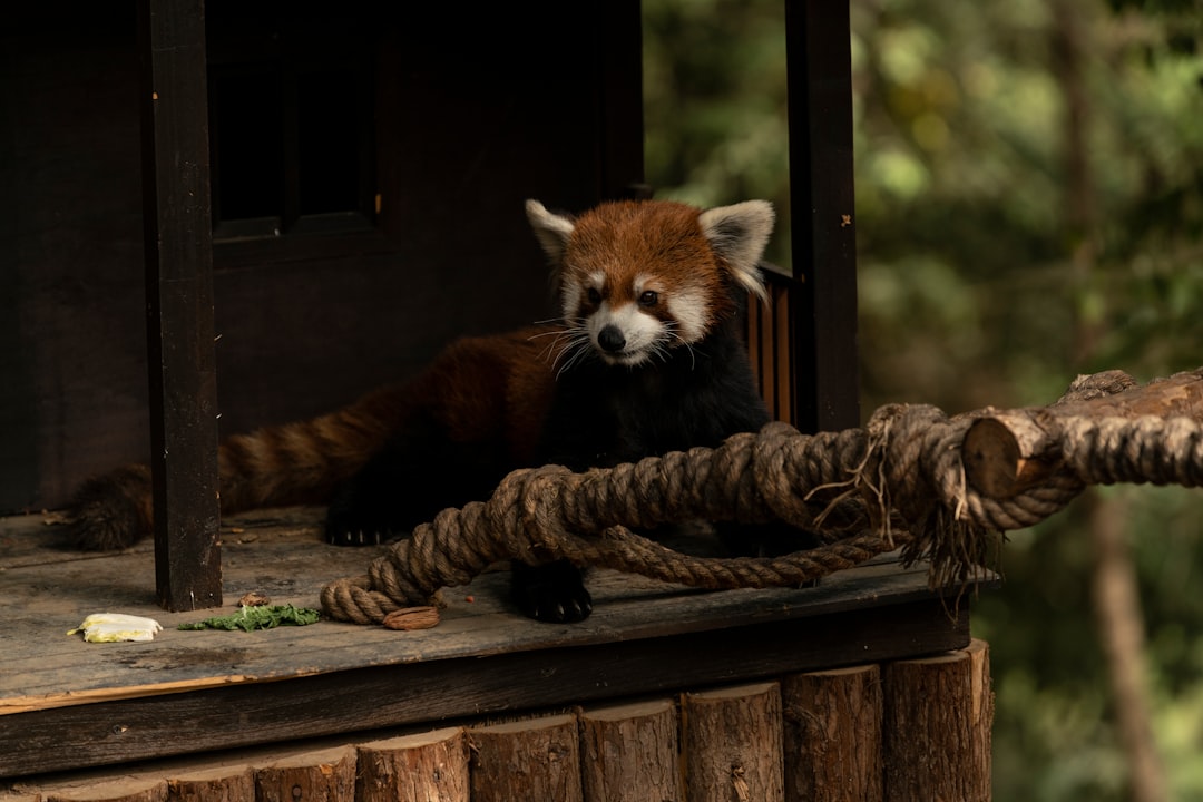 Wildlife photo spot Yunnan Wild Animal Park China