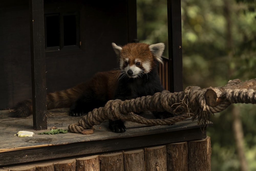 red panda on brown wooden table