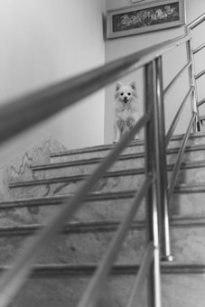 A black and white image captures a small, fluffy dog standing on a staircase. The stairs are made of stone with metal railings. Above the dog, there is a framed piece of artwork on the wall.