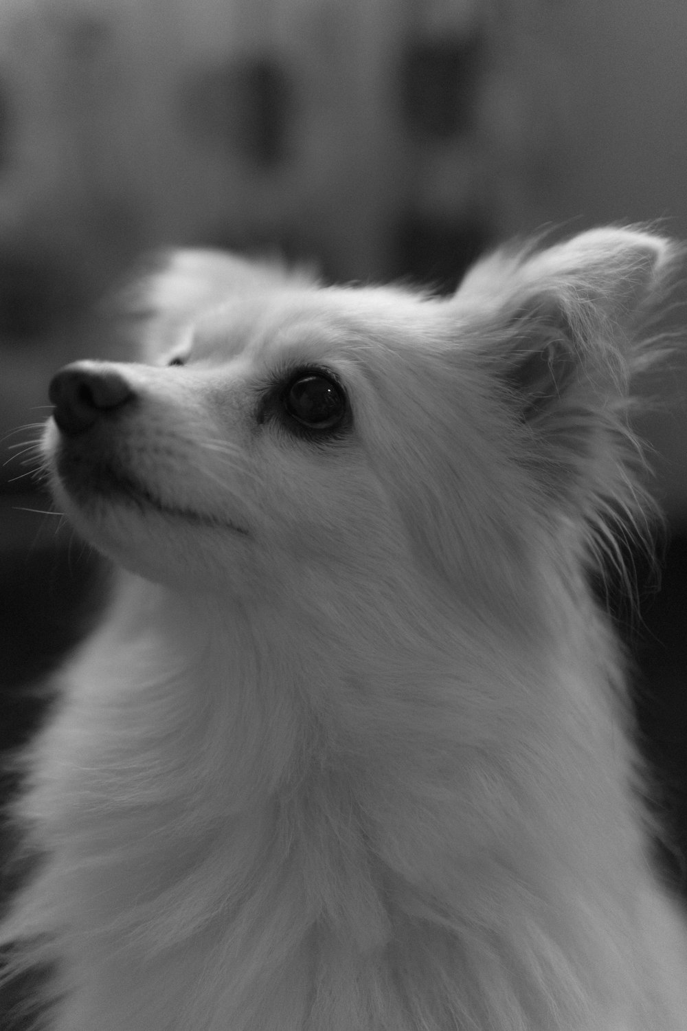 grayscale photo of long haired dog