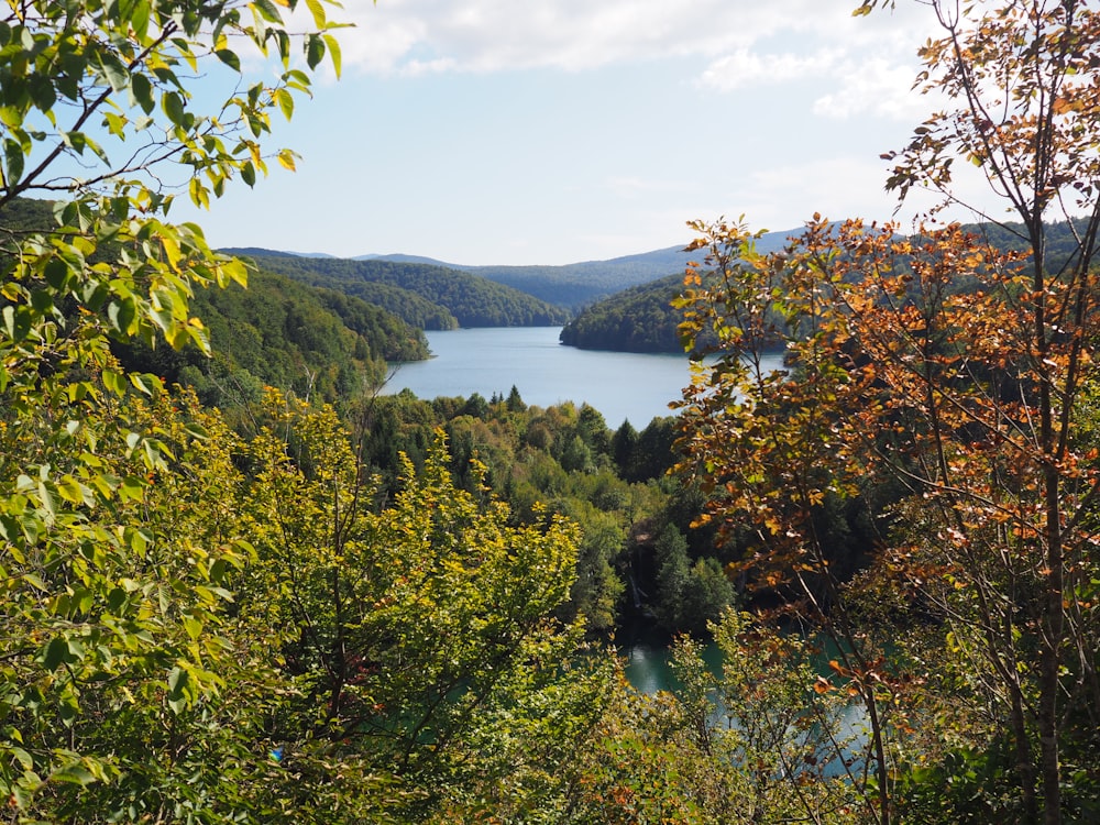 green trees on mountain near body of water during daytime