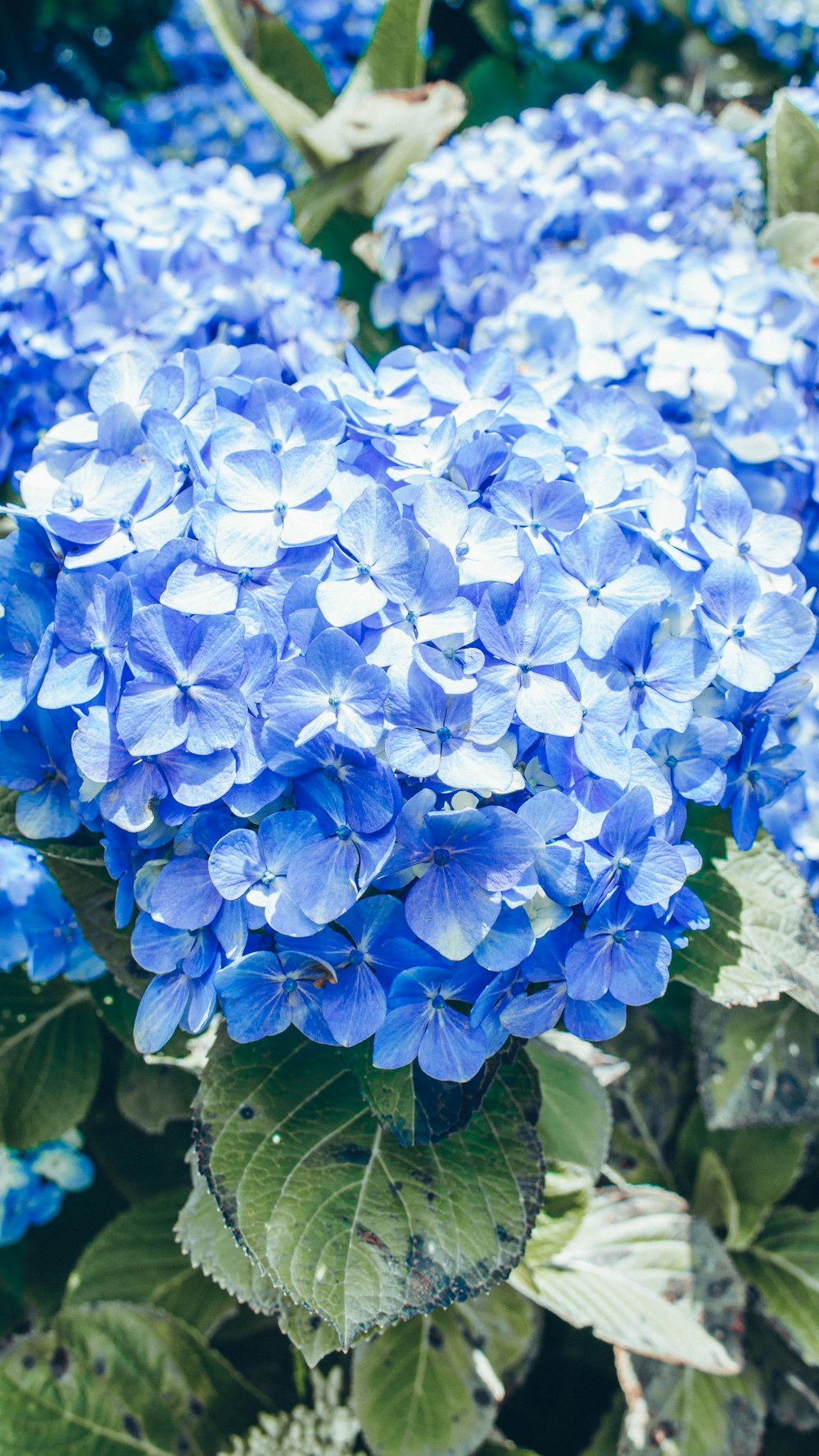 a bunch of blue flowers with green leaves