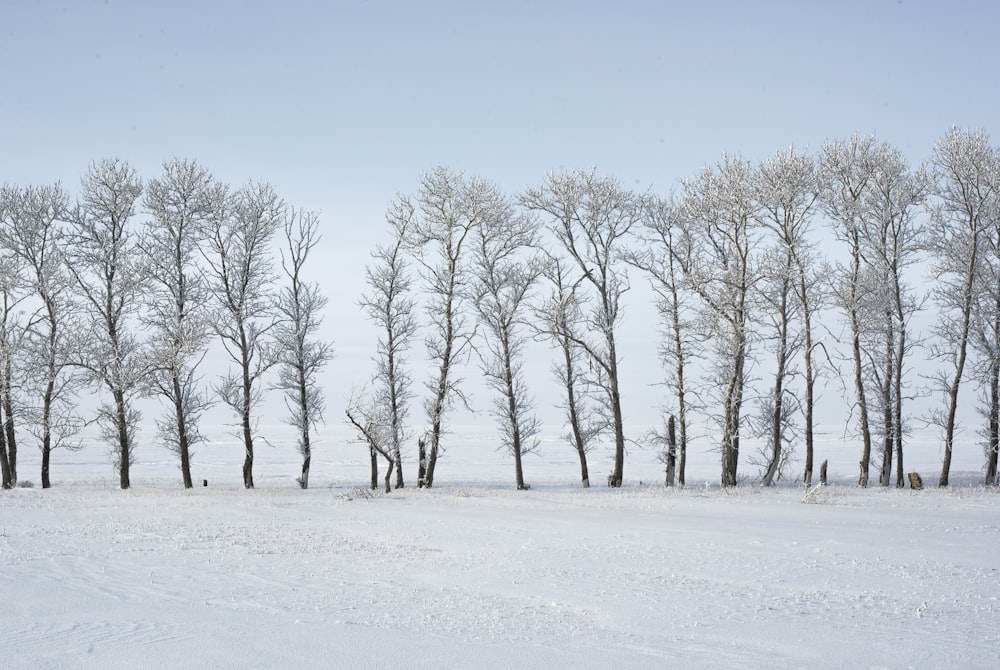 a snow covered field with a line of trees