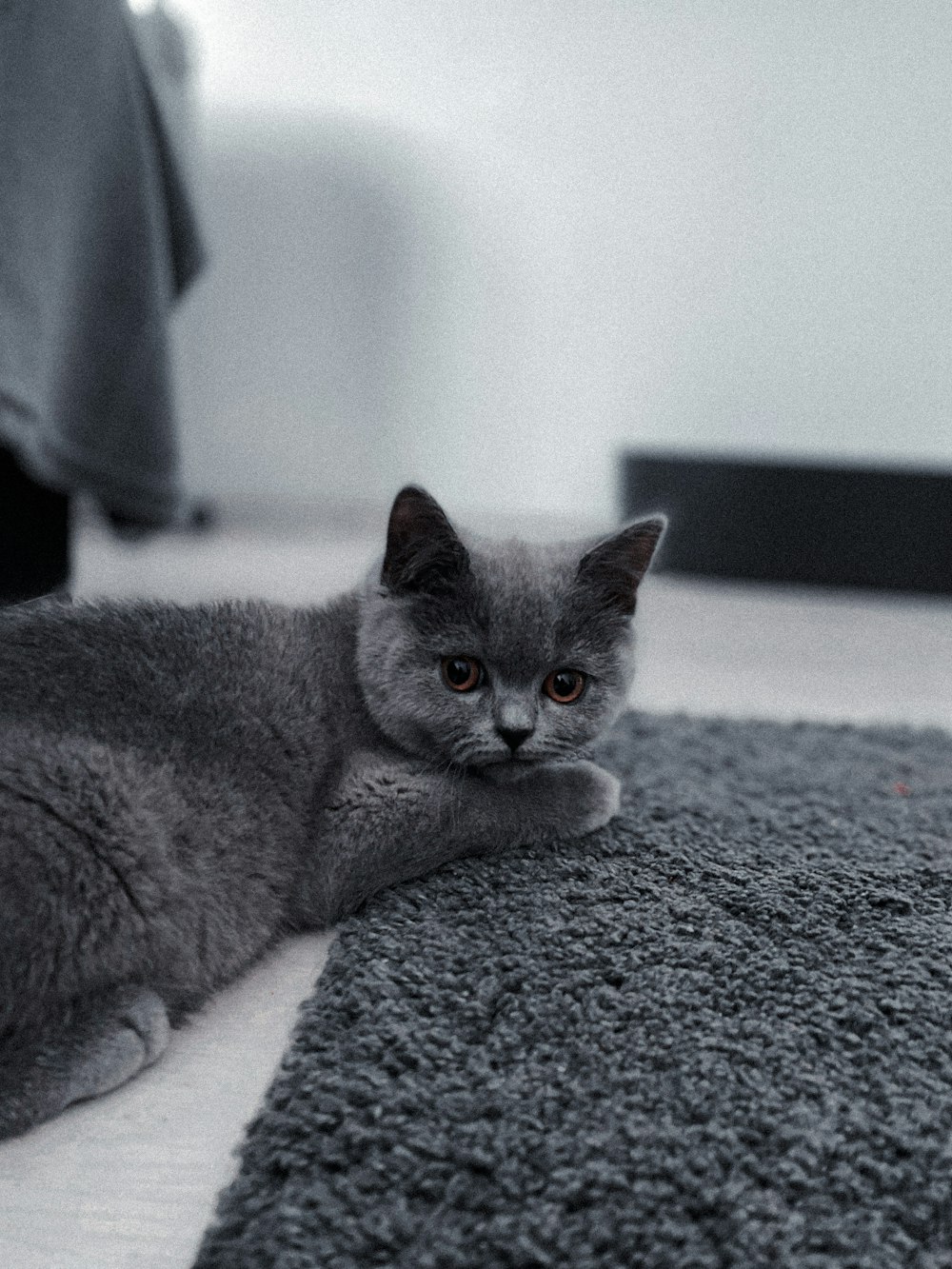 russian blue cat lying on gray textile