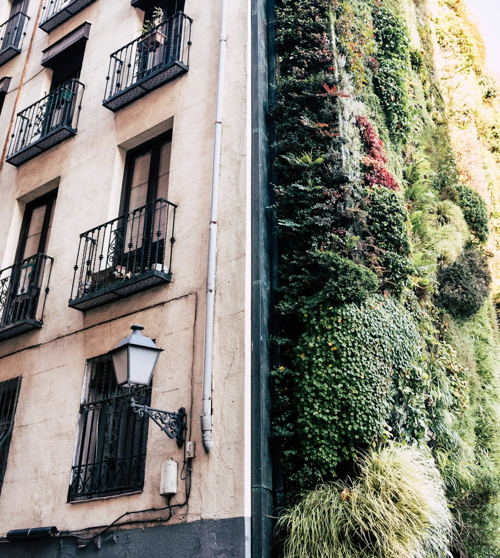 green moss on brown concrete building