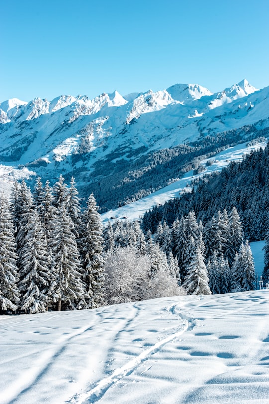 green pine trees covered with snow during daytime in La Clusaz France