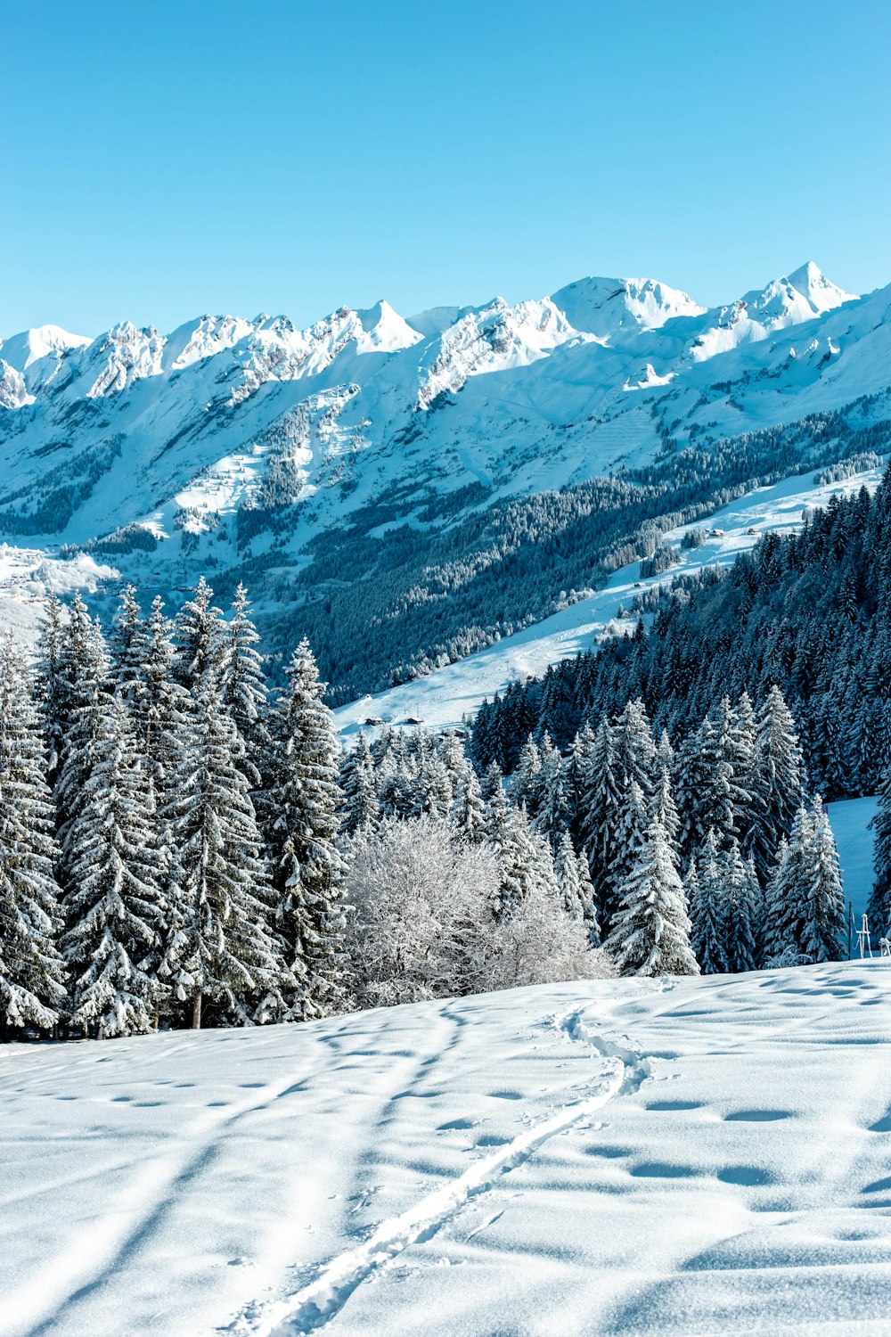 Grüne Kiefern, die tagsüber mit Schnee bedeckt sind