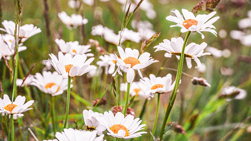 white and yellow flowers in tilt shift lens