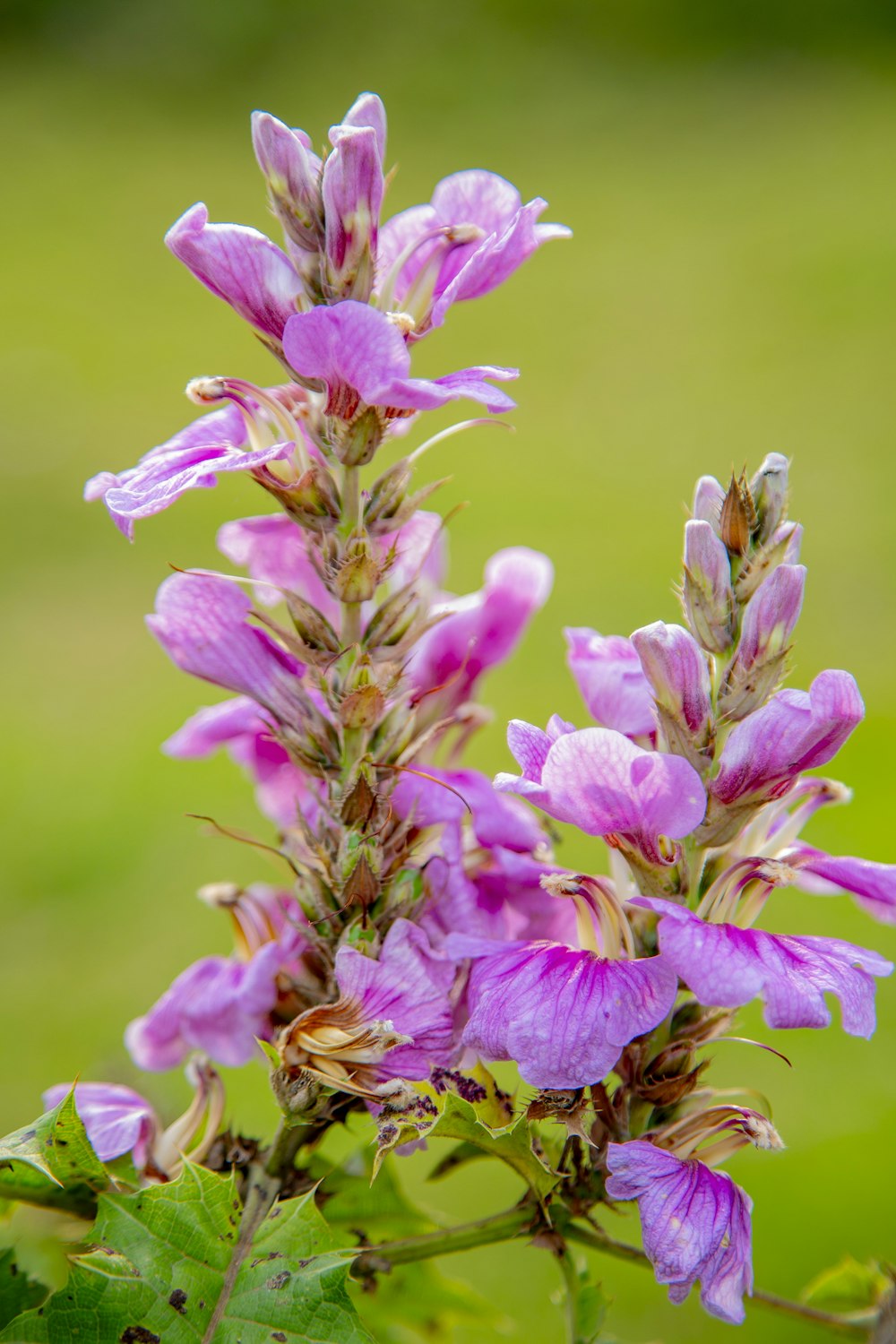 pink flowers in tilt shift lens