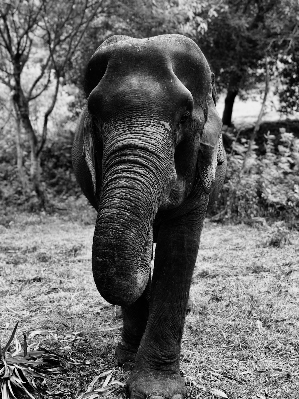 elephant walking on grass field during daytime