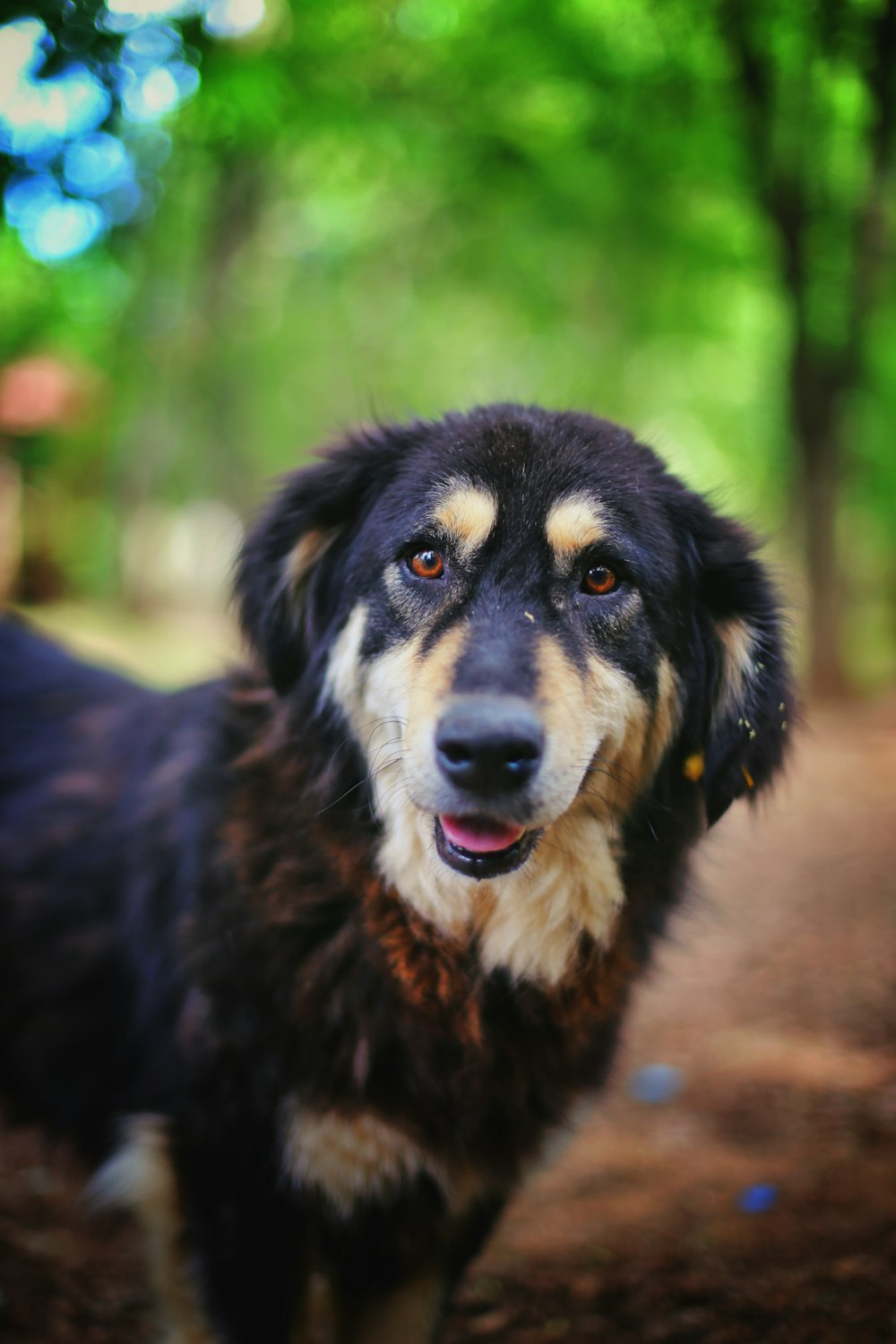 black and brown long coated dog