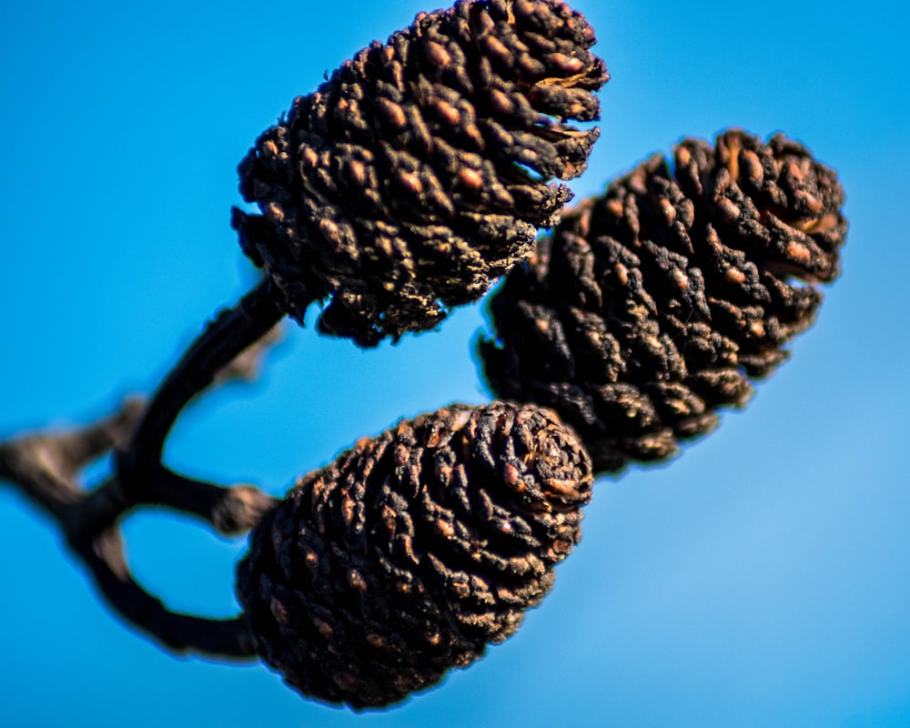 black pine cones on blue background