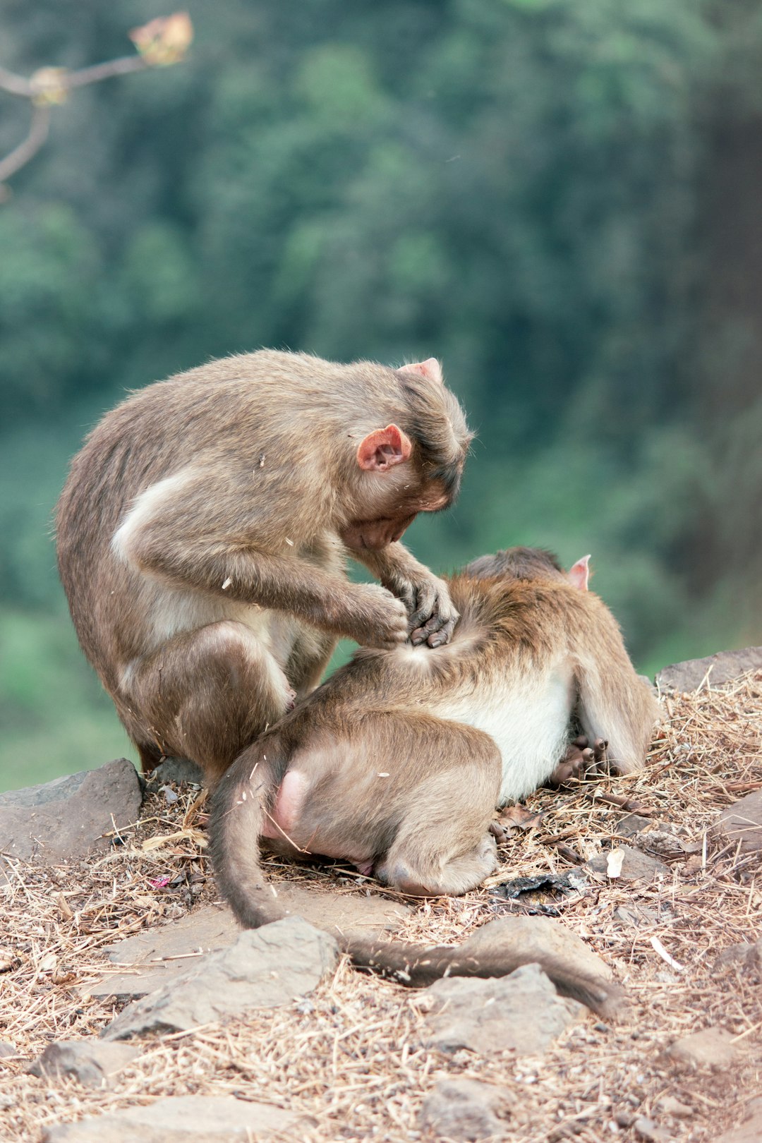 Wildlife photo spot Lonavla Chembur