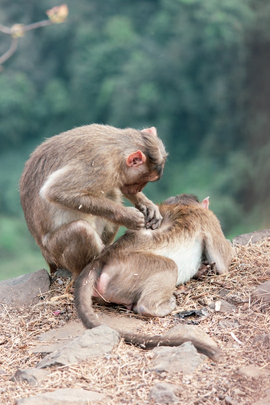 brown monkey on brown soil during daytime in Lonavla India