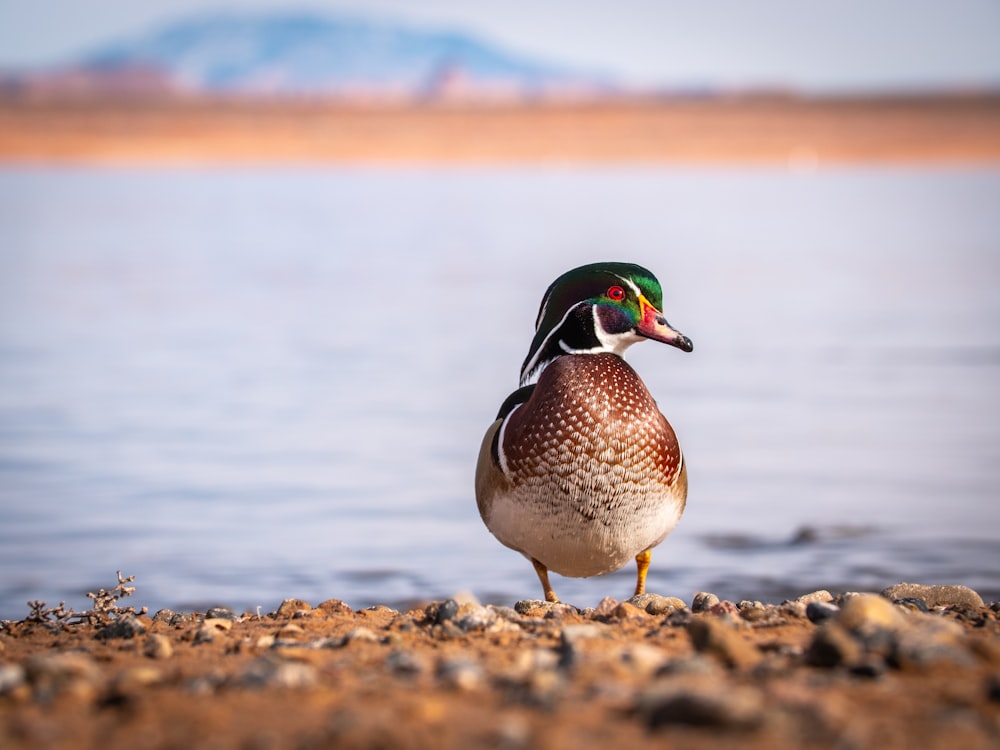 Canard brun et vert sur le sable brun près du plan d’eau pendant la journée