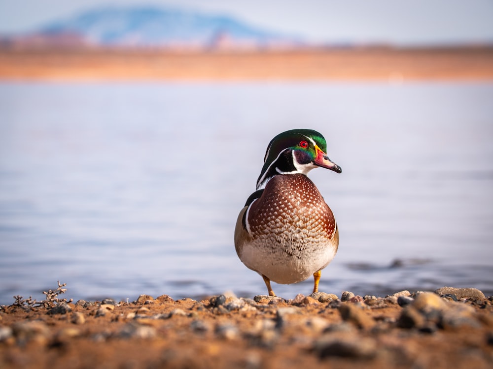brown and green duck on brown sand near body of water during daytime