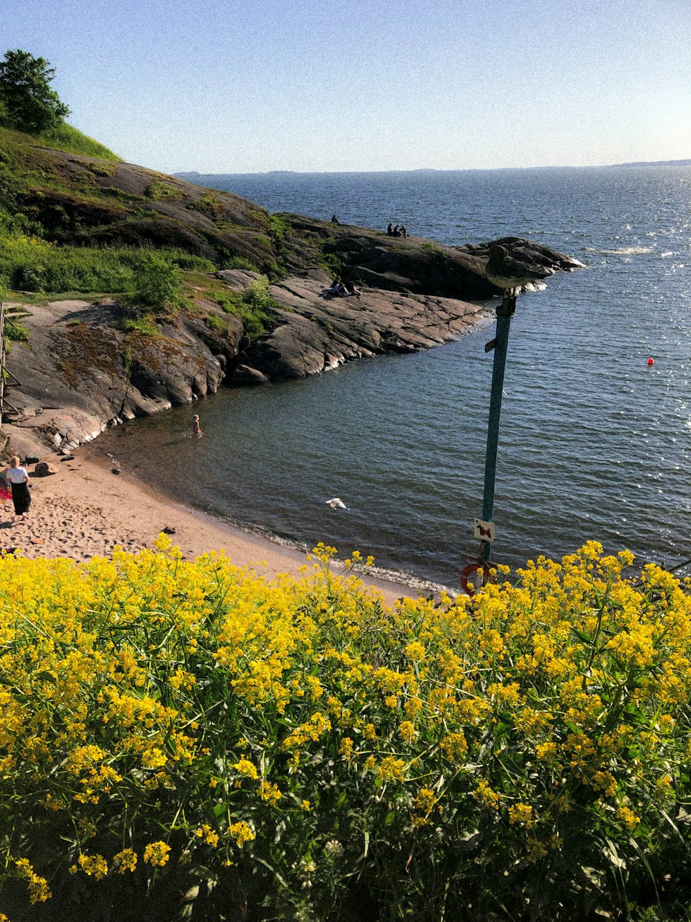 yellow flower field near beach during daytime