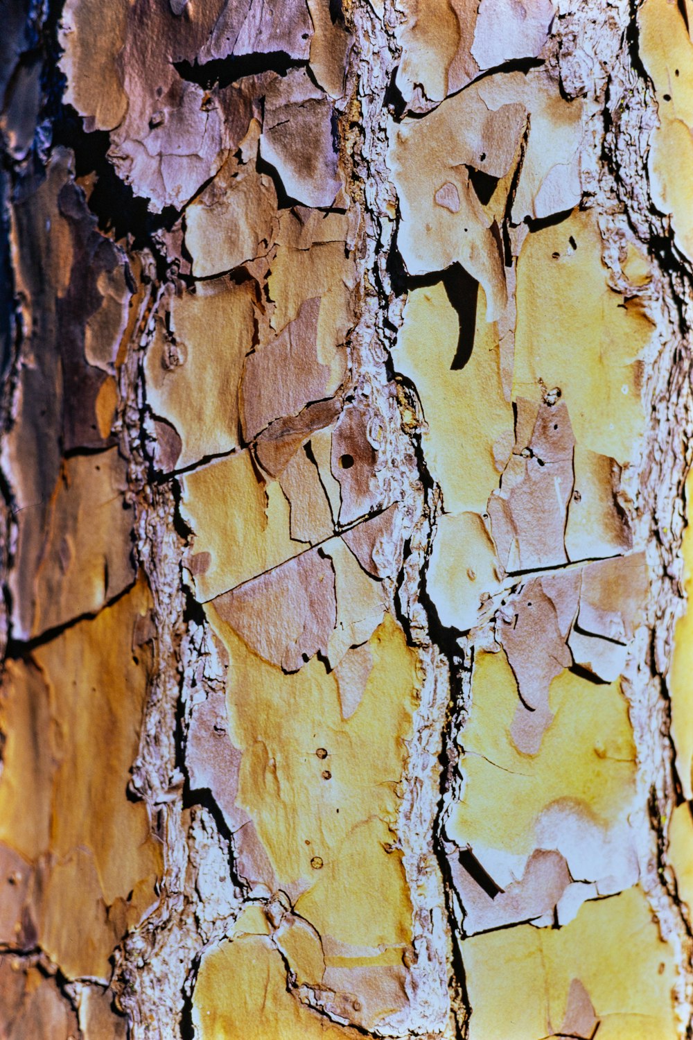 a close up of the bark of a tree