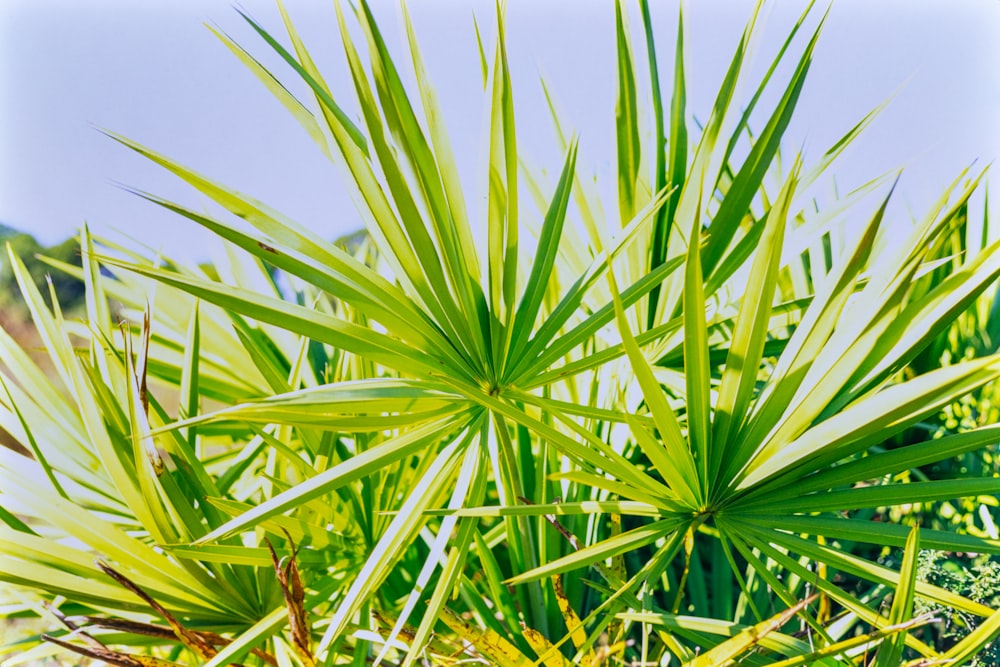 a close up of a plant with green leaves