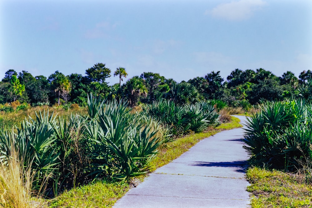 un chemin au milieu d’une zone herbeuse