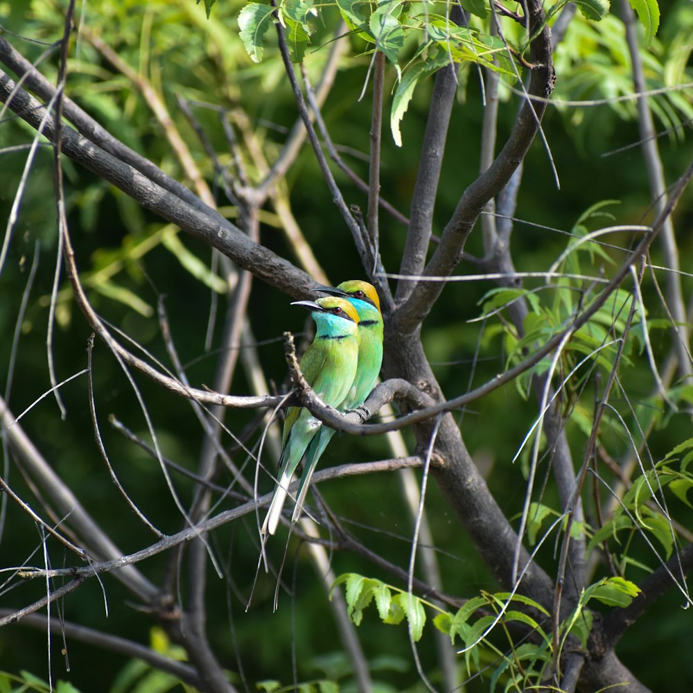 green and yellow bird on tree branch during daytime