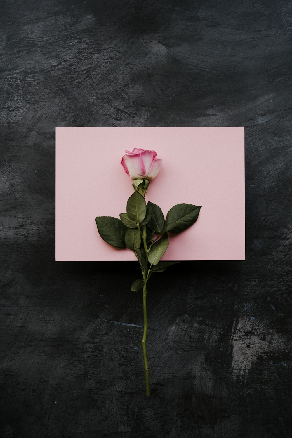 Eine einzelne rosa Rose auf einer rosa Karte