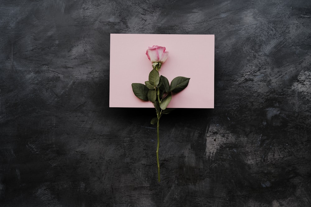 uma única rosa rosa sentada em cima de um cartão rosa
