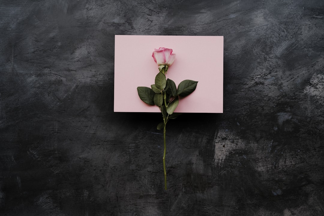 pale pink rose on a dark background with pink card, love, valentines