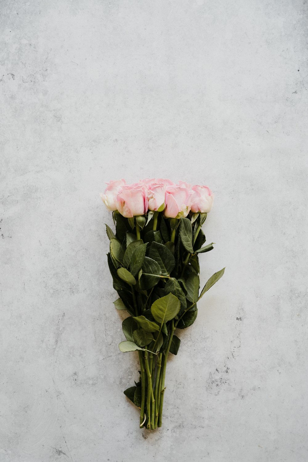 Ein Strauß rosa Rosen auf weißem Hintergrund