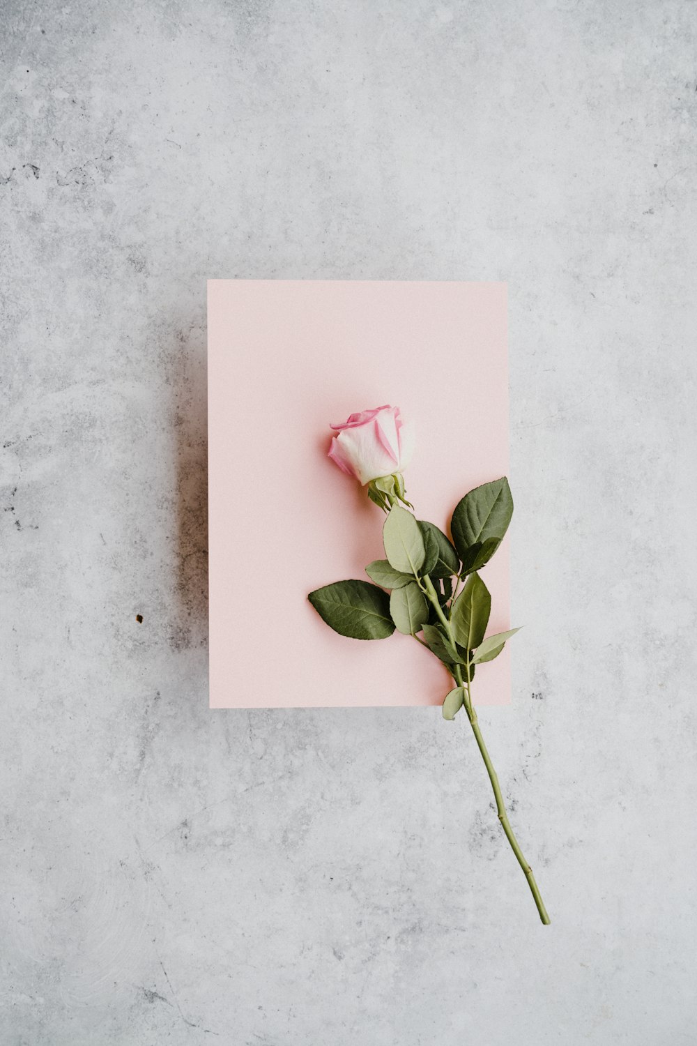 uma única rosa rosa em um cartão rosa