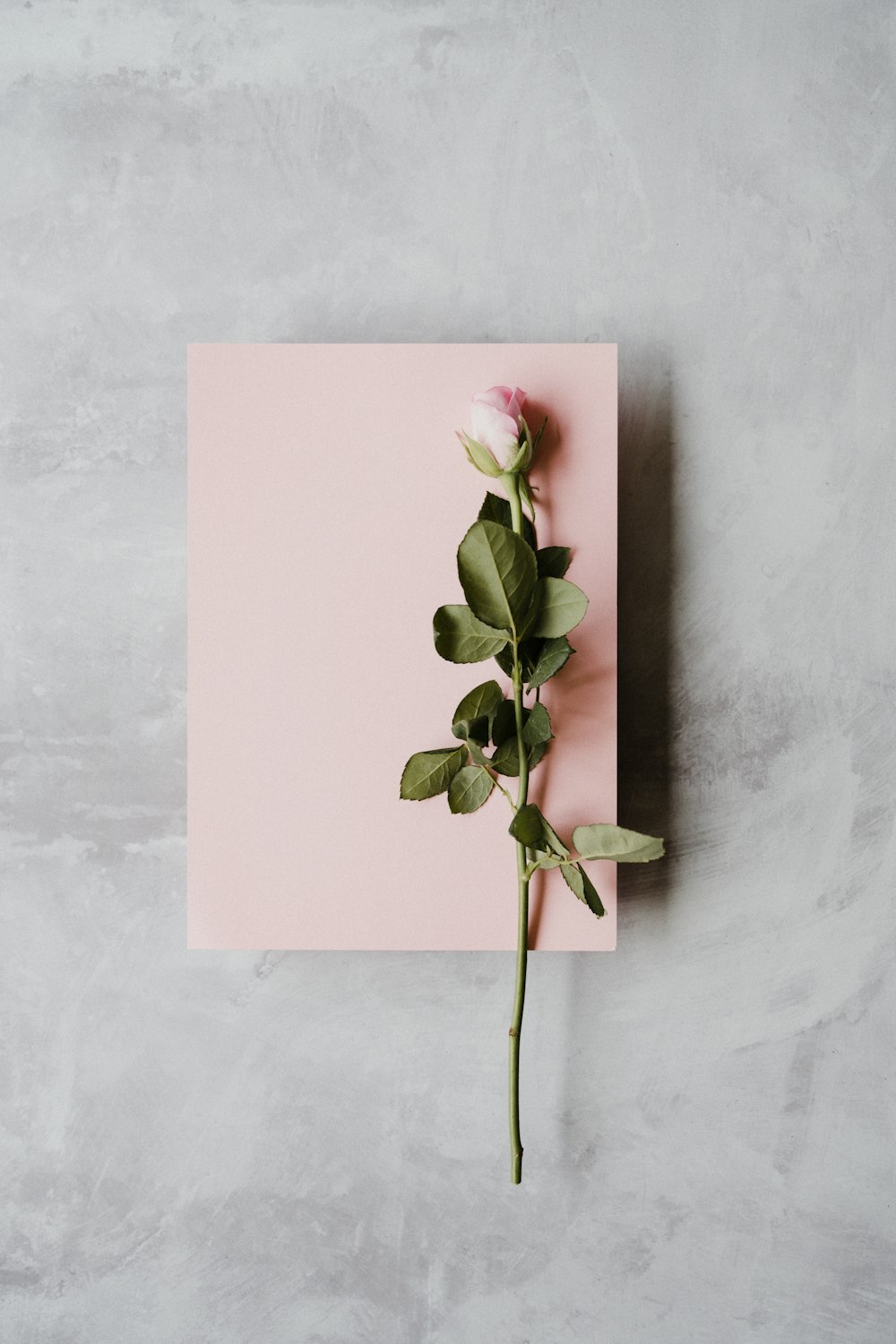 白いプリンター用紙にピンクのバラ